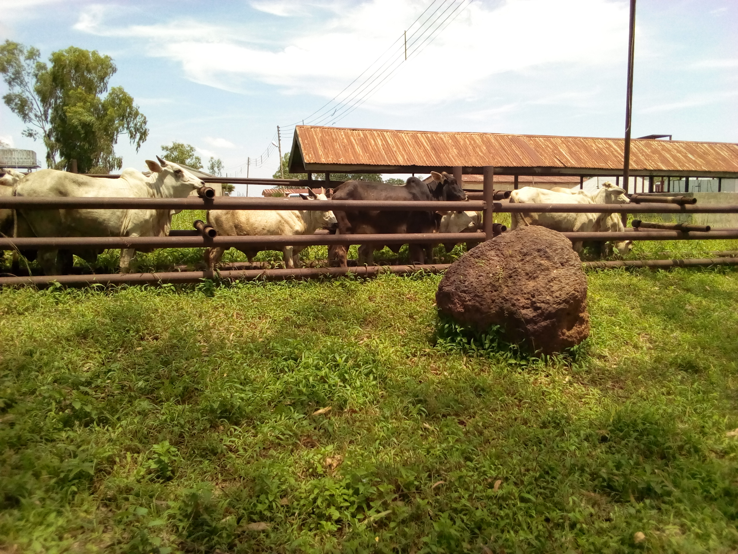 Africa Plots a Livestock Comeback in Abuja