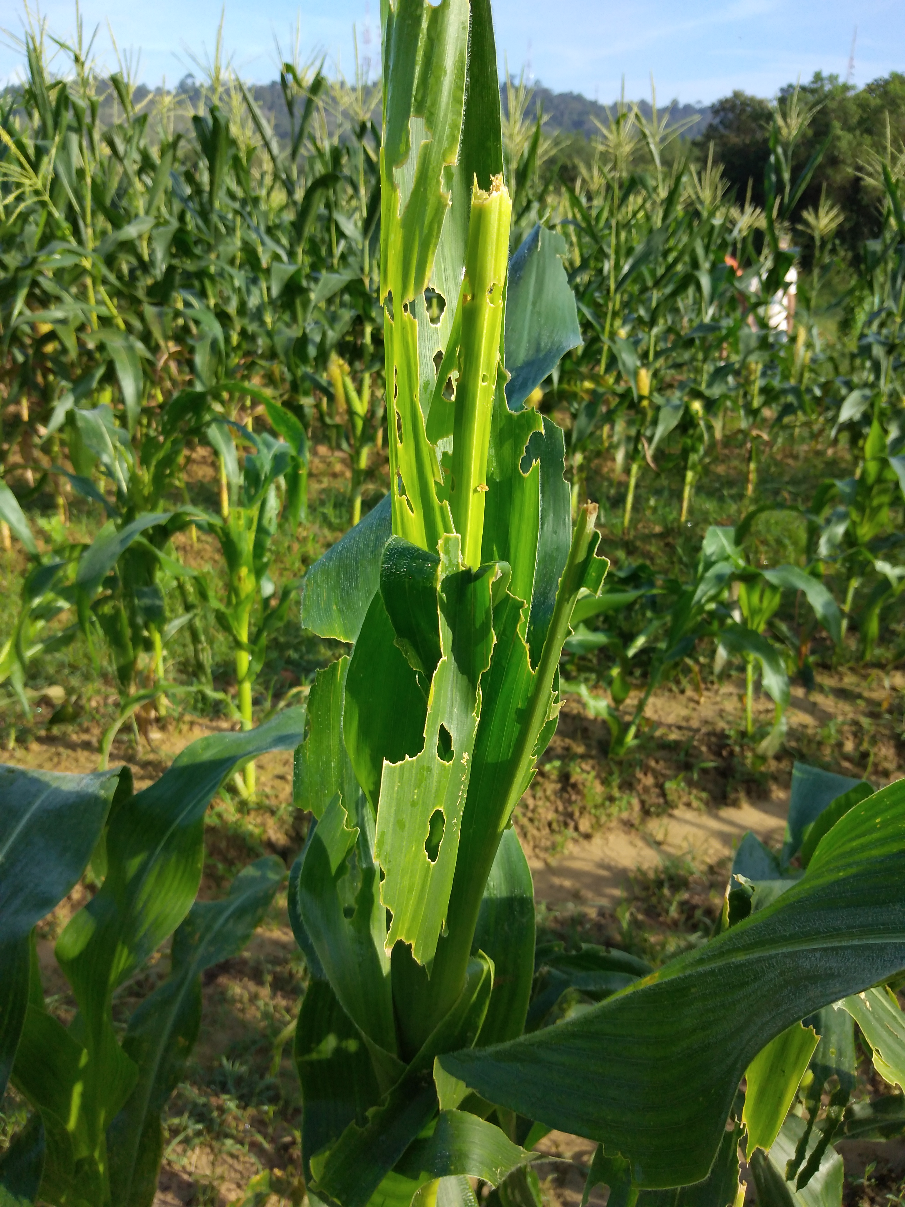 Armyworm Ravages Northern Farms