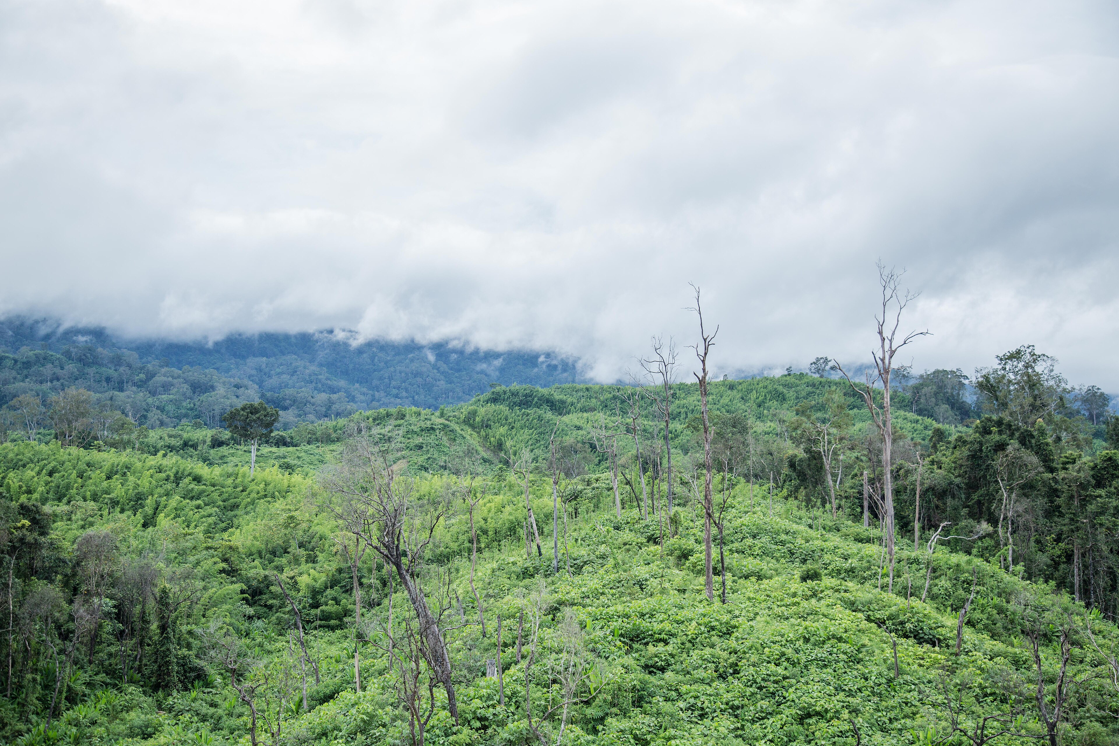NALDA to Turn Degraded Forests Into Farm Estates