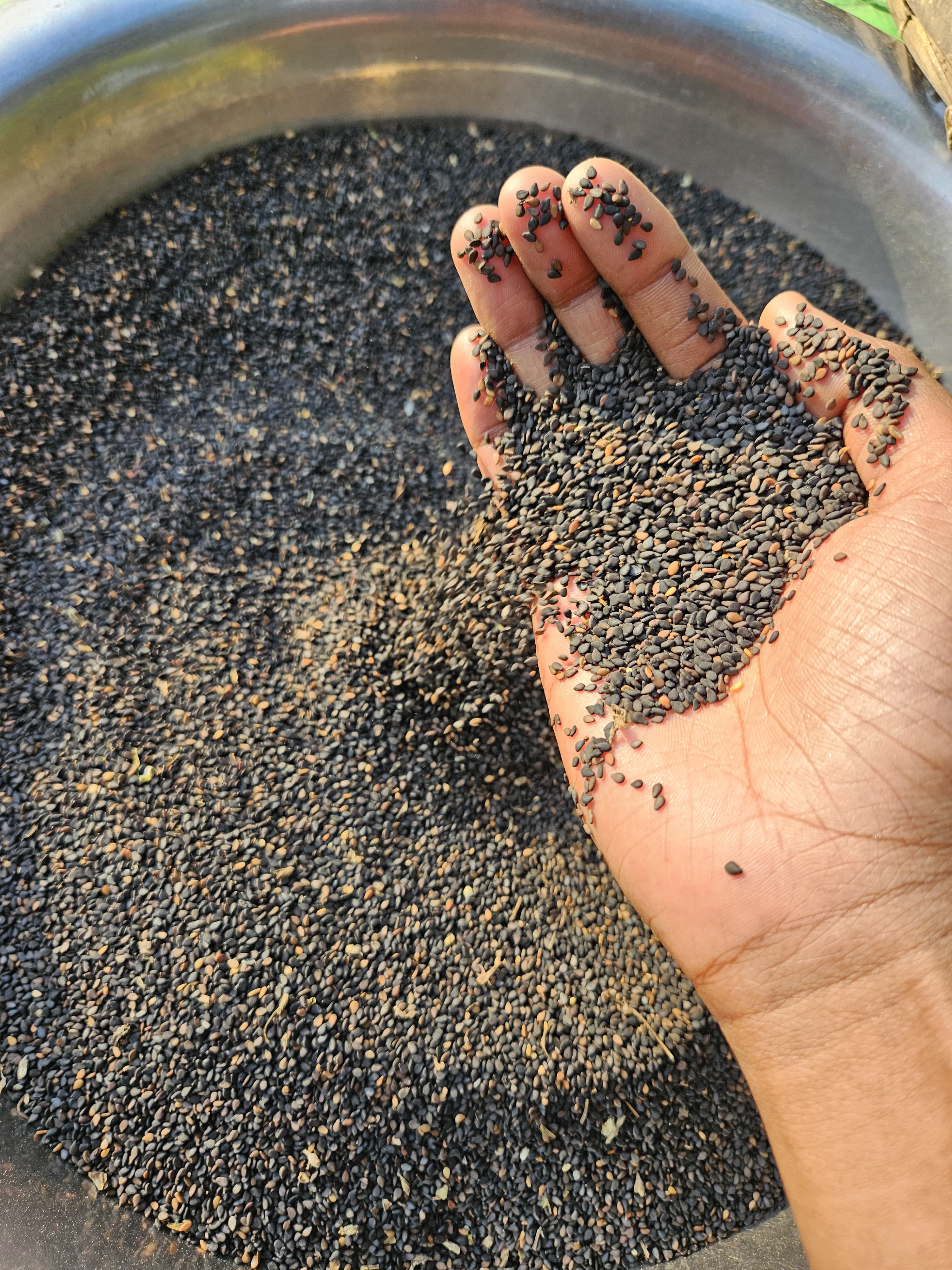 Loans and Seed Reach 10,000 Sesame Farmers