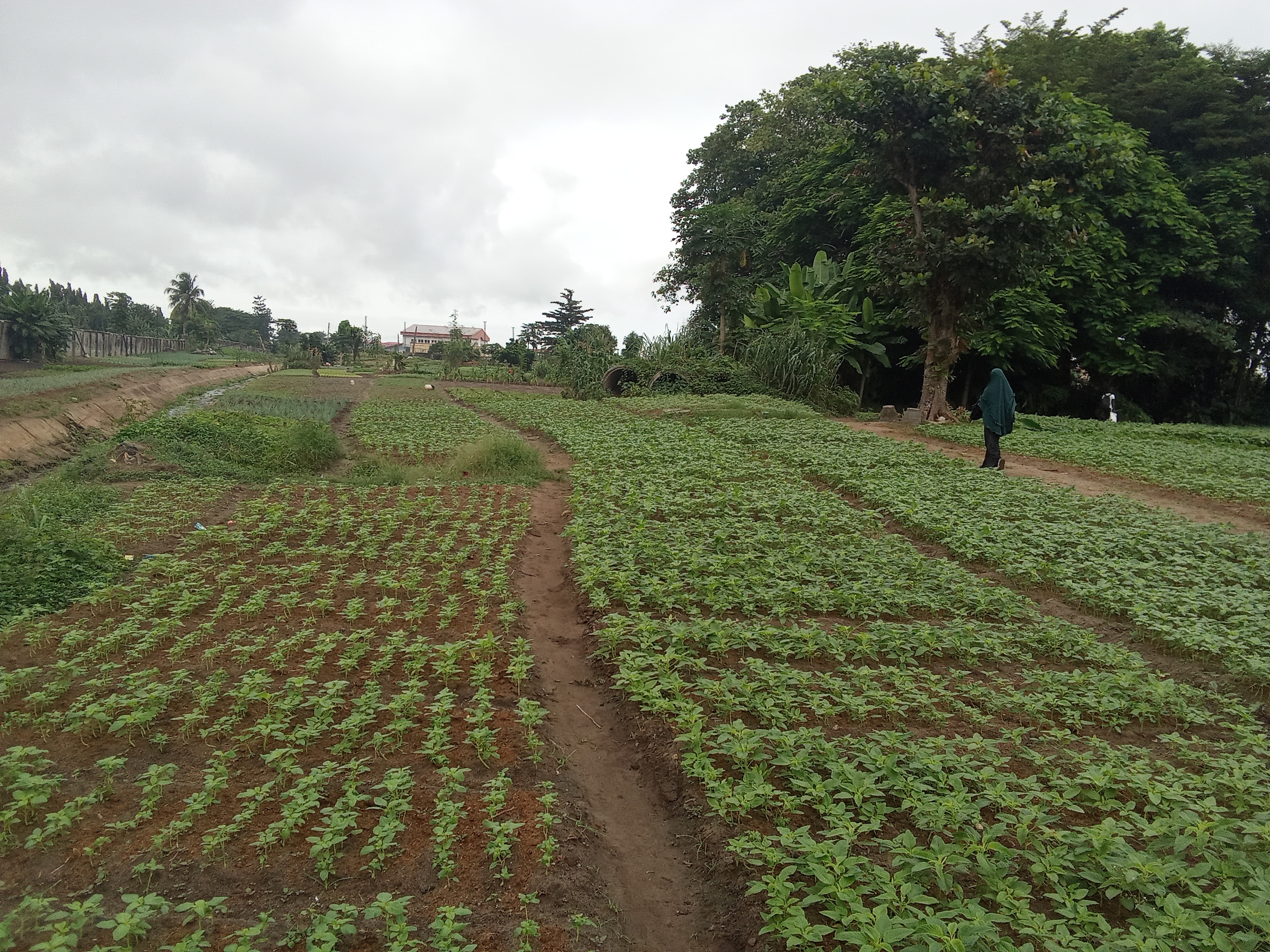 Nigeria's Farms Look Up to Drones