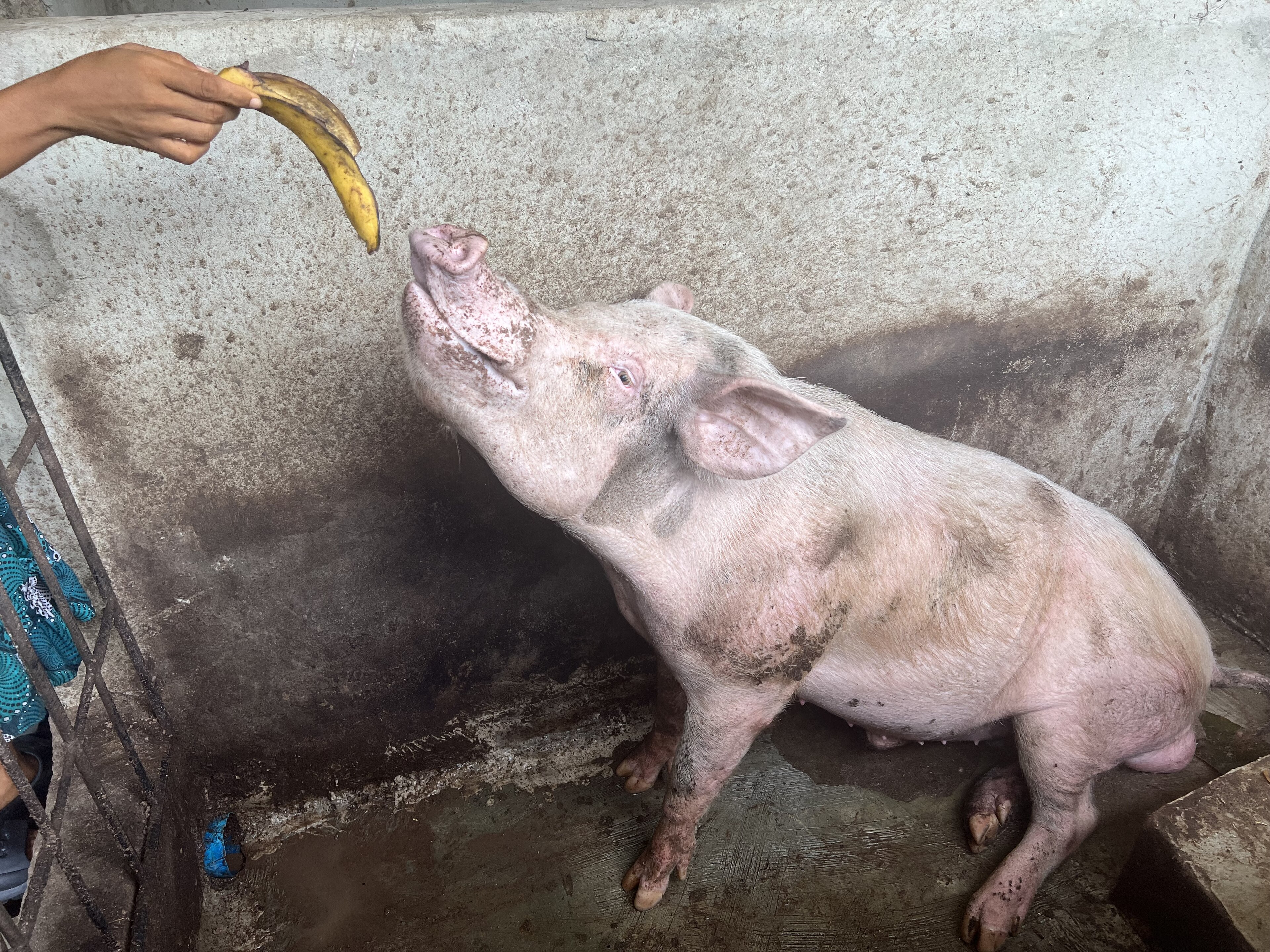 A Deadly Fever Haunts Nigeria's Pigs