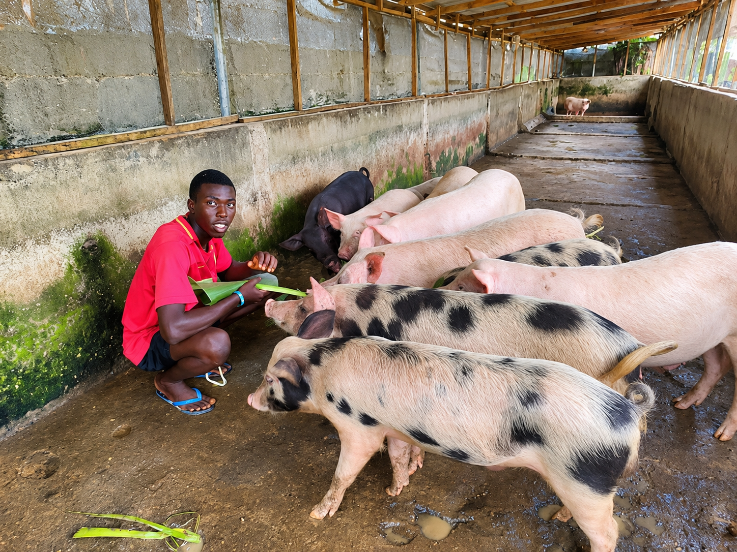 Swine Fever Crashes Ogun Pig Prices