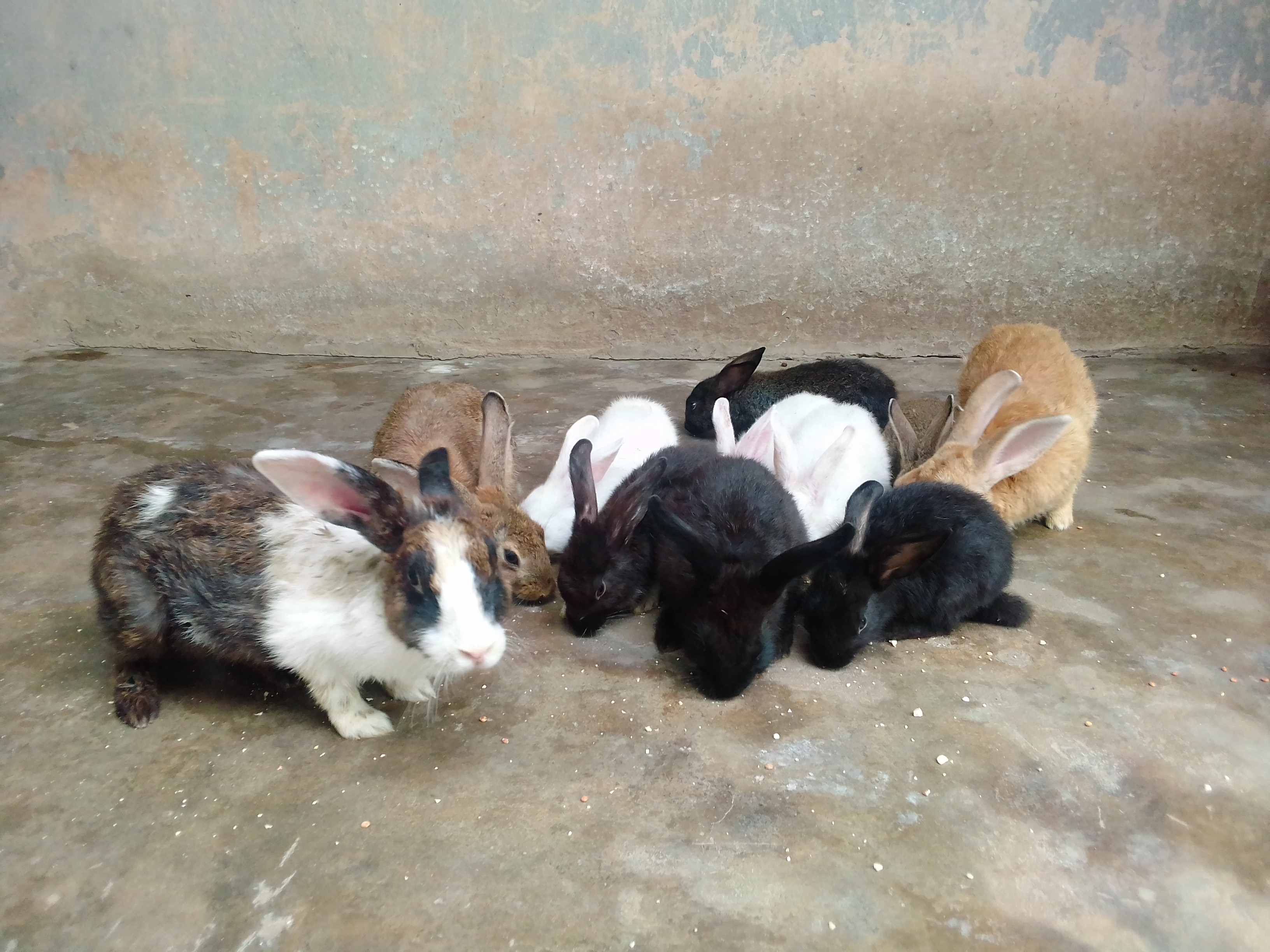 Nigeria's Rabbit Meat Waits for Takers