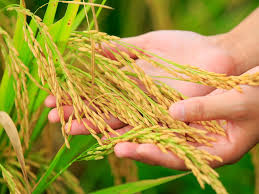 Nigeria Pushes Biofortified Crops to Tackle Malnutrition — Now Holds the World's Largest Portfolio