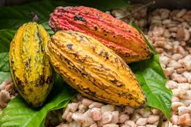 Cocoa Prices Have Crashed 55%. Your Chocolate Bar Still Costs More Than Ever. Here’s Why.