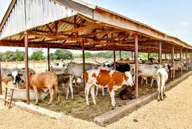 Nigeria Is Building Its Largest Cattle Ranch. Can It Finally Reduce a ₦1.3 Billion Daily Beef Import Bill?