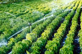 ₦1.5 Billion Dam, 500 Youth Trained in Drip Irrigation: Inside the Federal Push to Make Kano a Year-Round Food Hub