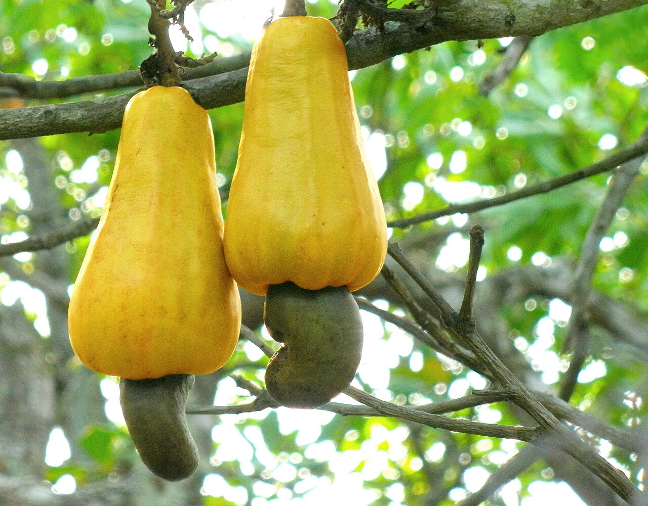 Cashews Sour for West Africa's Farmers