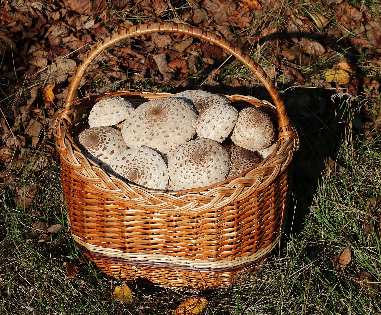 Nigeria Grows Too Few Mushrooms