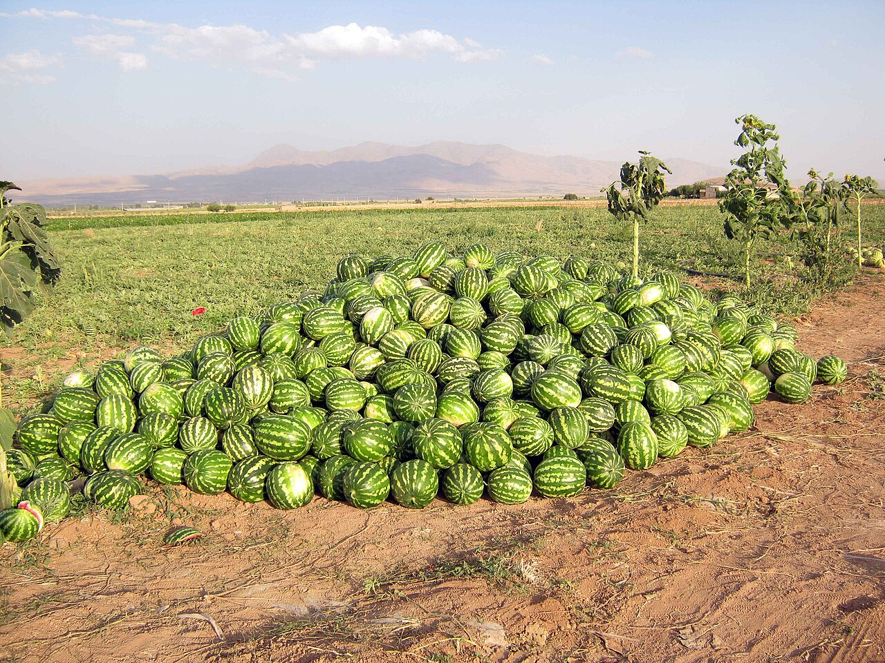 Nigeria's Watermelon Rots Before Market