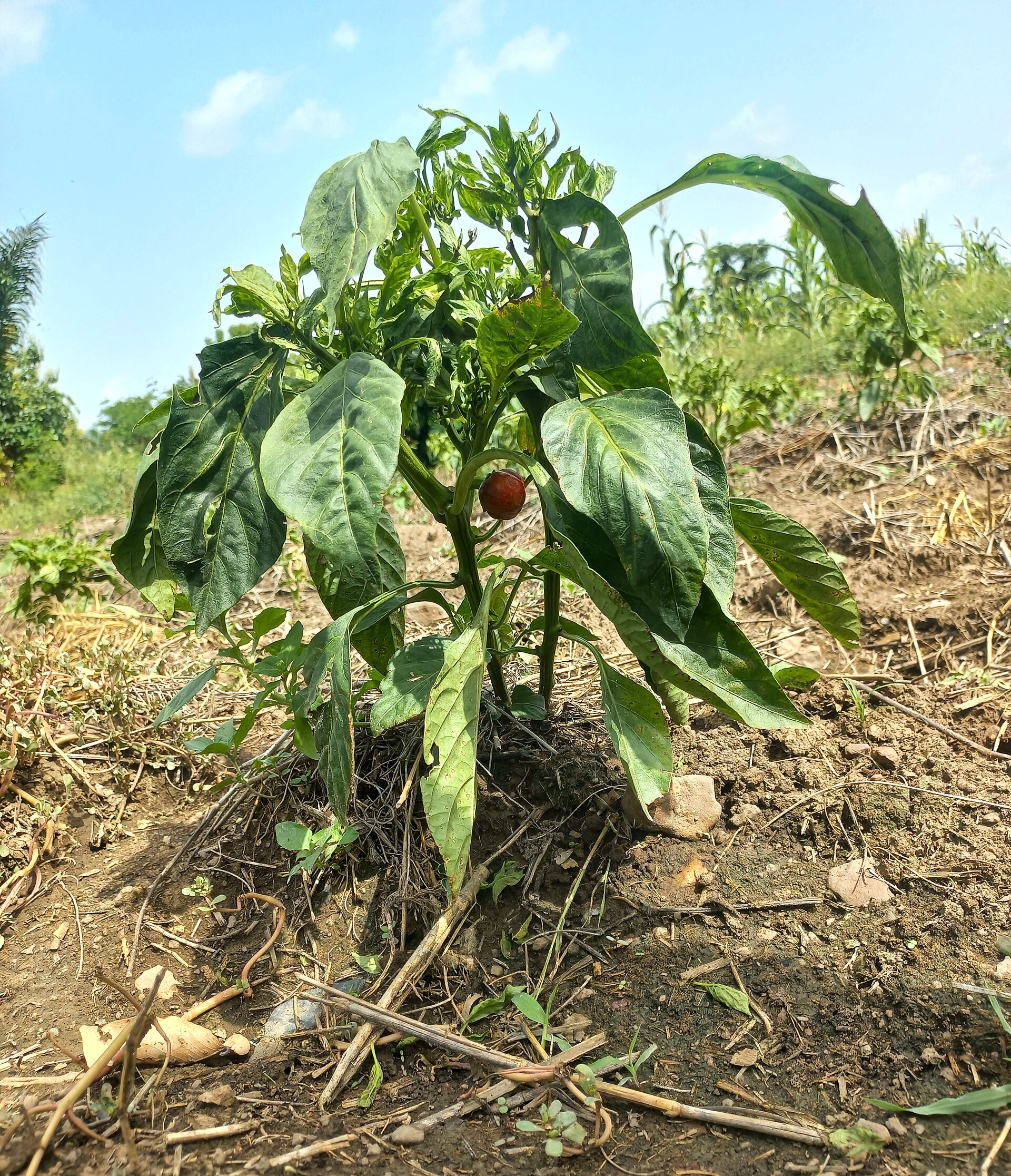 A Pest Ravages Nigeria's Pepper Farms