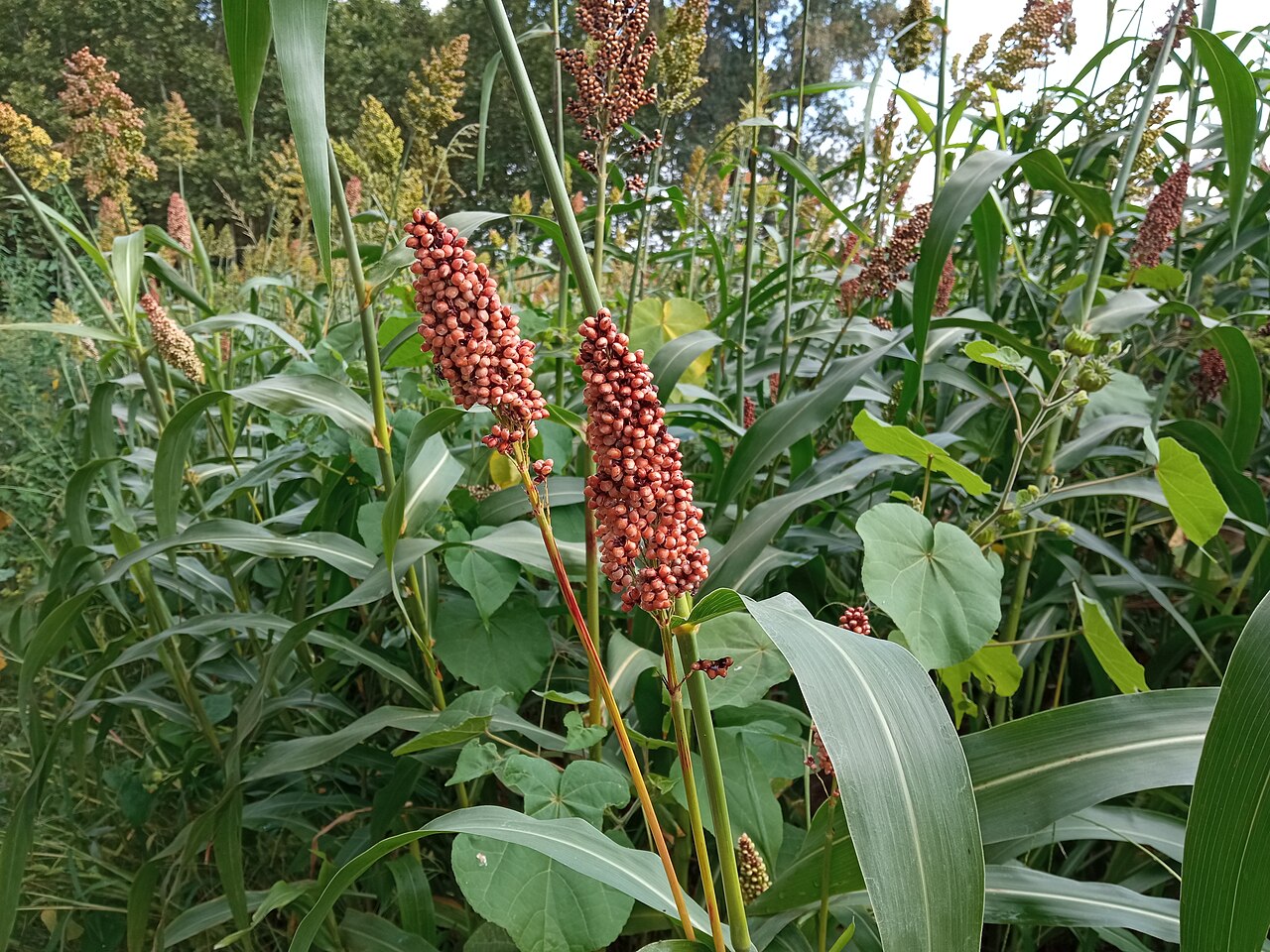 Brewers Bet on Nigeria's Sorghum