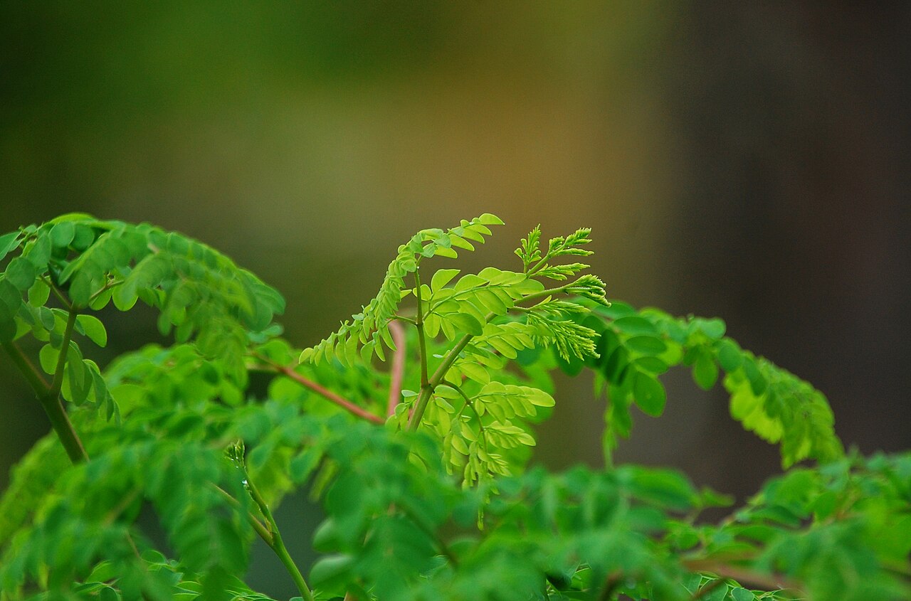 A Superfood Tree Nigeria Barely Taps