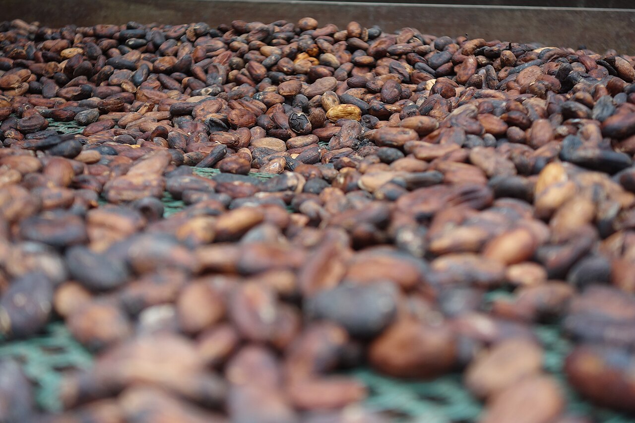 Nigeria Bets on Processing to Grow Its Cocoa Earnings
