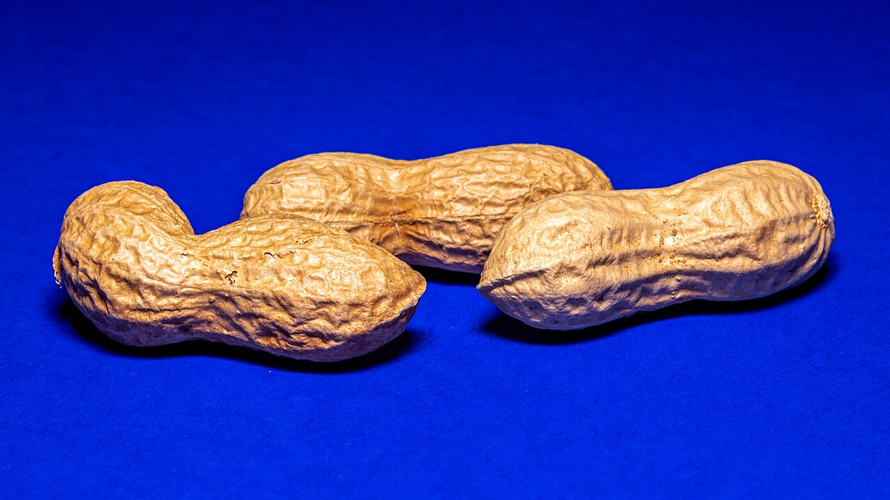 Groundnut Giant, Short on Oil