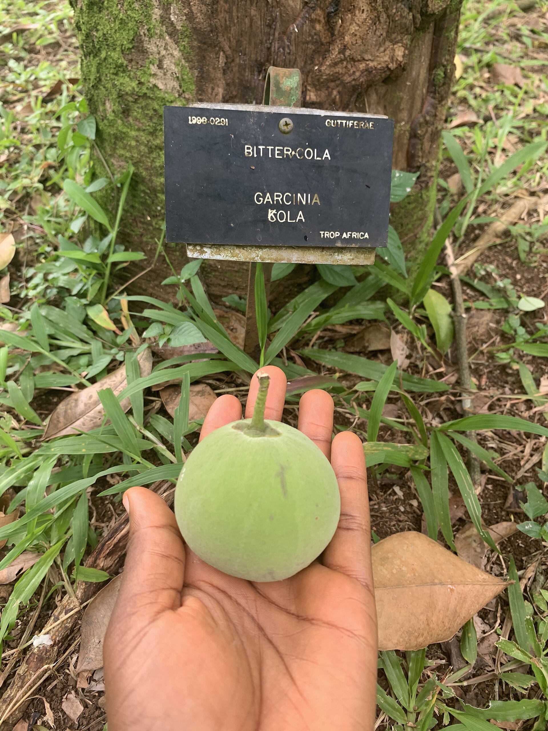 The World Wants Nigeria's Bitter Kola