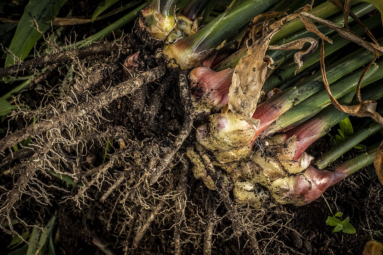 Kaduna Plans Africa's Biggest Ginger Plant