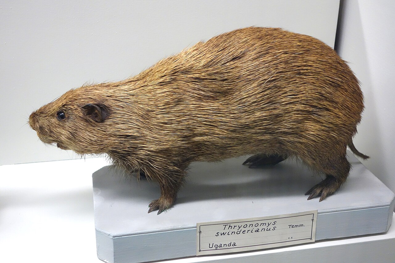 Cane Rats Move From Bush to Barn