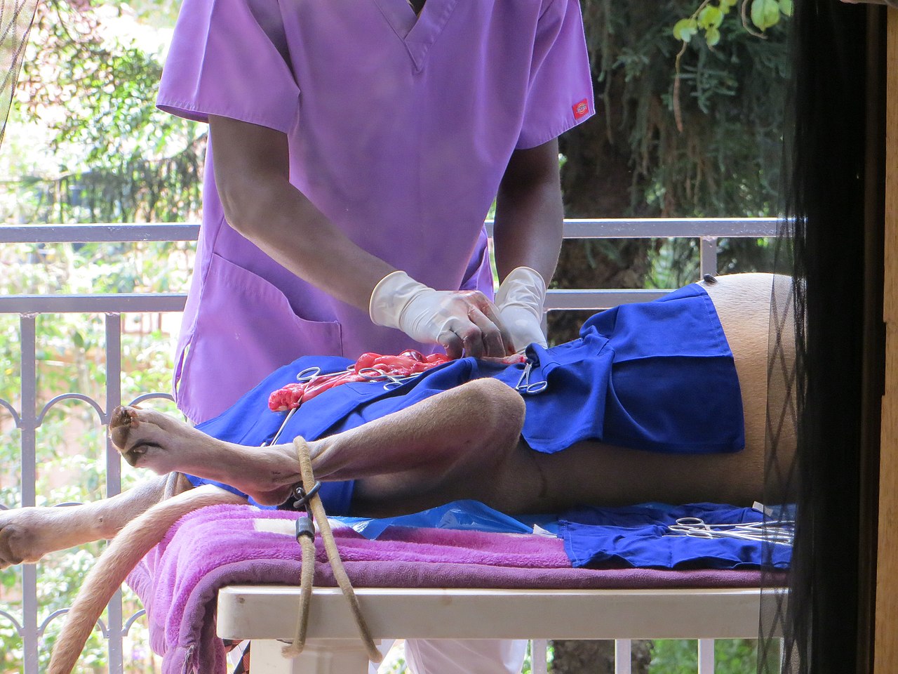 Lagos and Ogun Get New Veterinary Health Centres