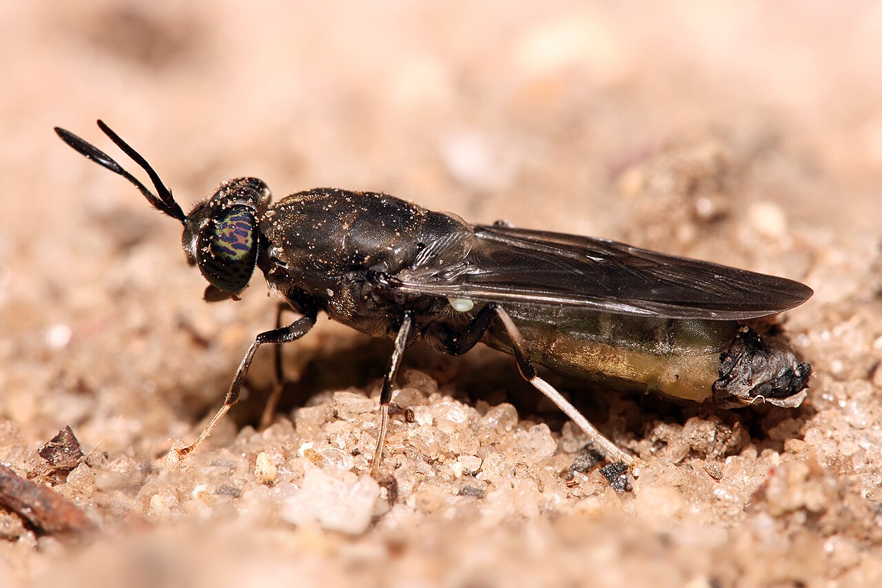 A Fly Takes On Nigeria's Feed Bill
