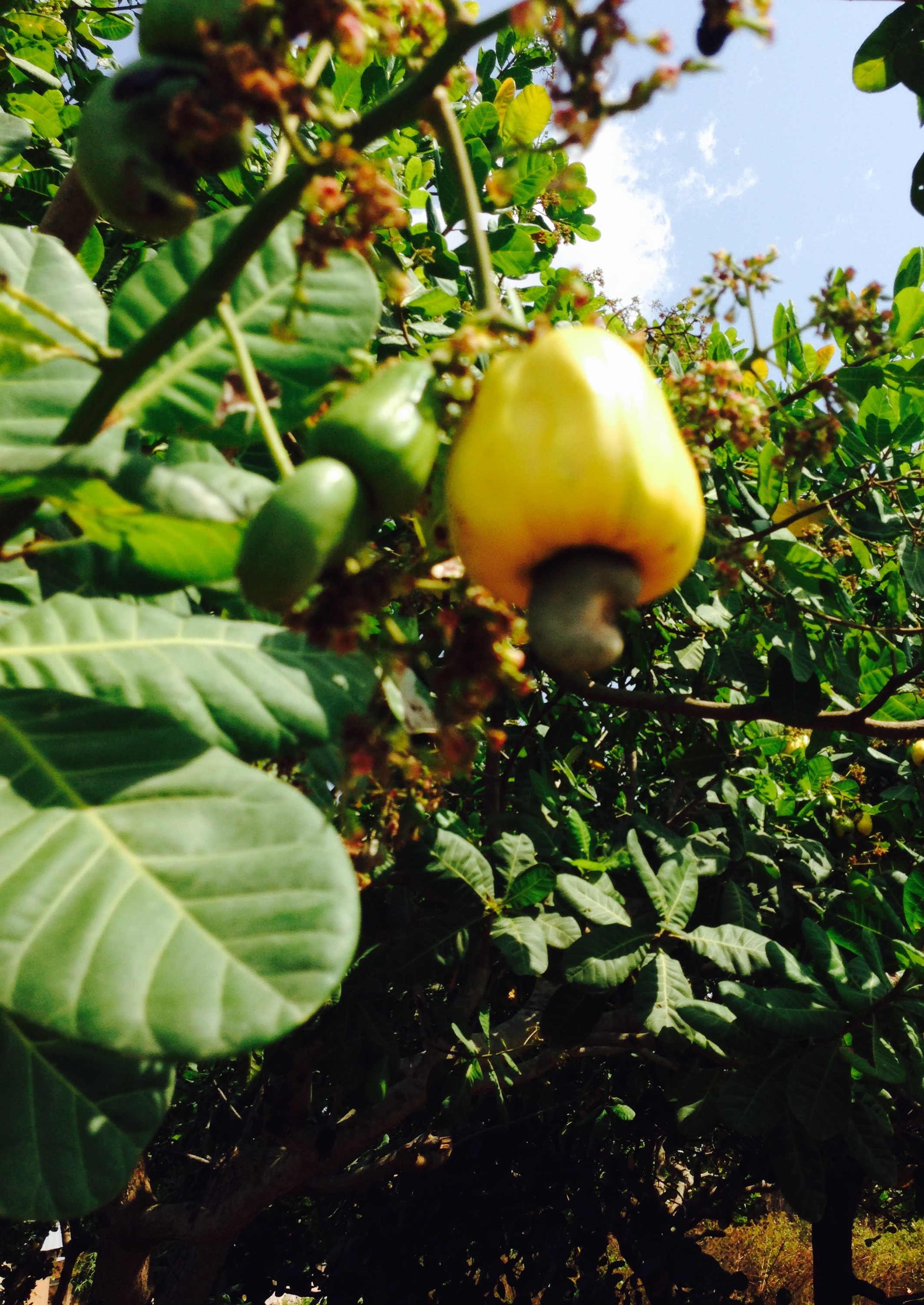 Nigeria Trades a Cashew Ban for a Roadmap