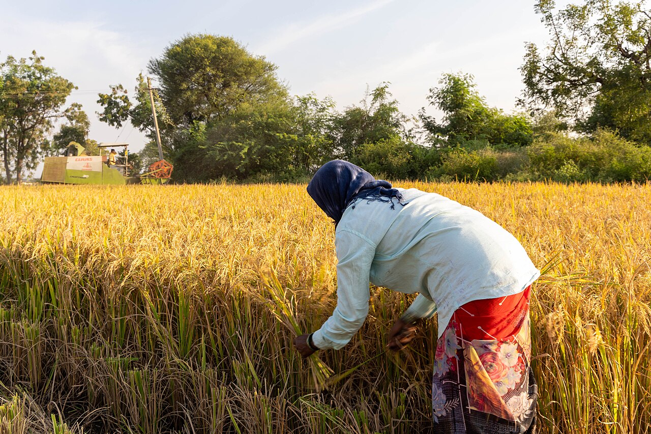 Climate Losses Hit 50% for Some Farmers