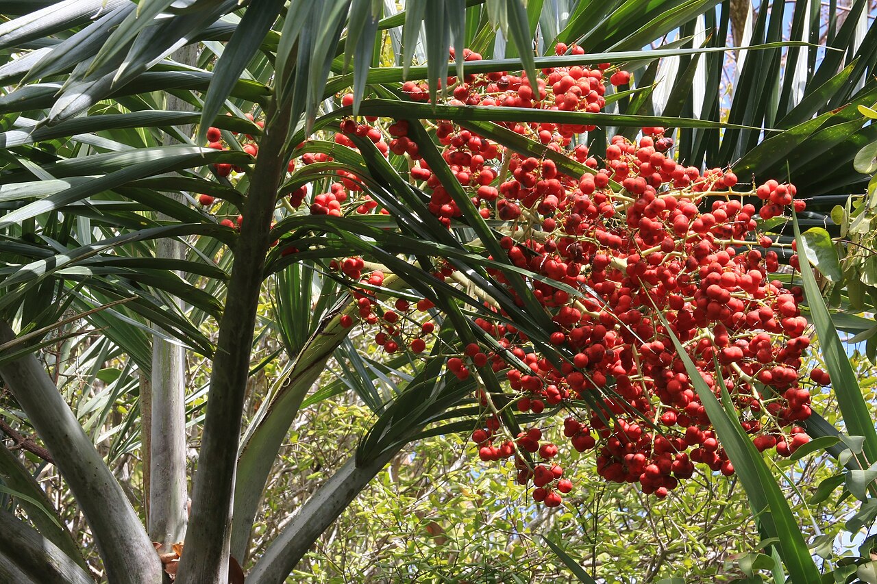 Two Date Harvests, Still Mostly Imported