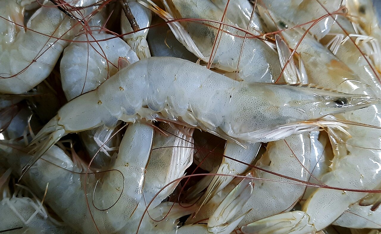 A Shrimp Glut Meets a Tariff Wall