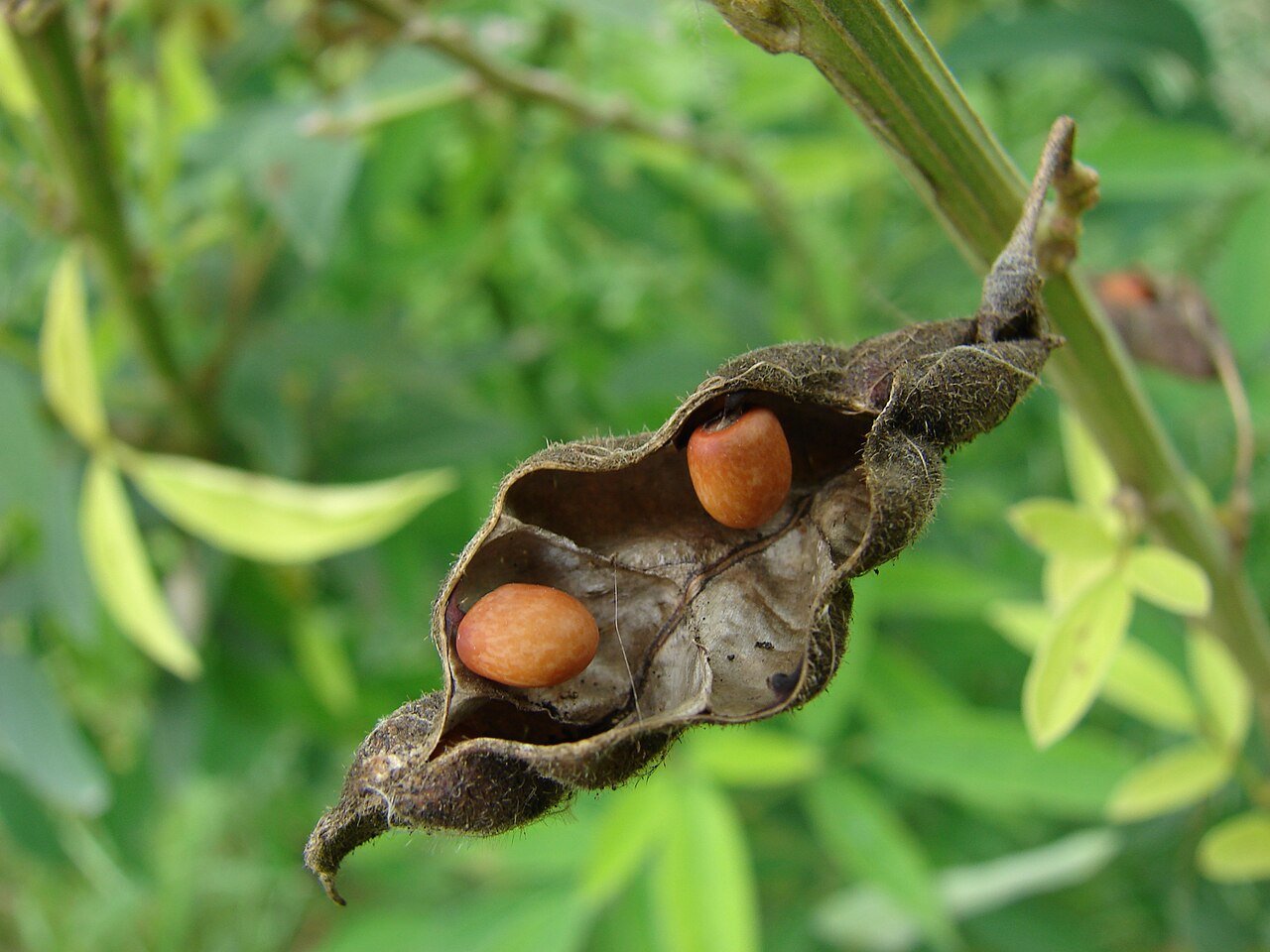 India Wants the Pigeon Pea Nigeria Ignores