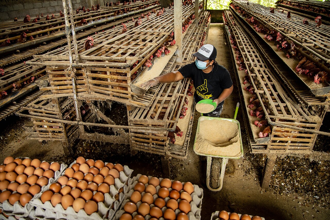 $900m Poultry Push Targets Six Million Eggs a Day