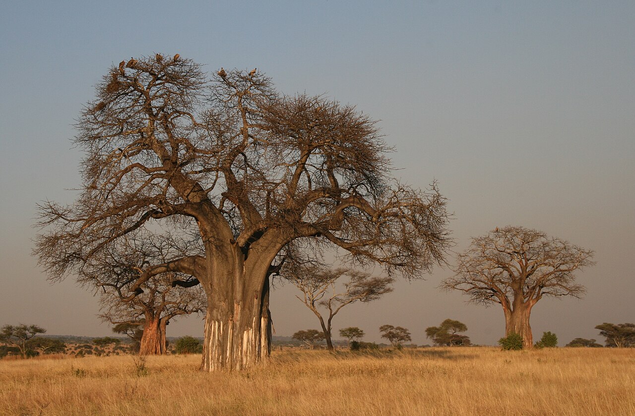 Nigeria Undersells Its Baobab Superfood