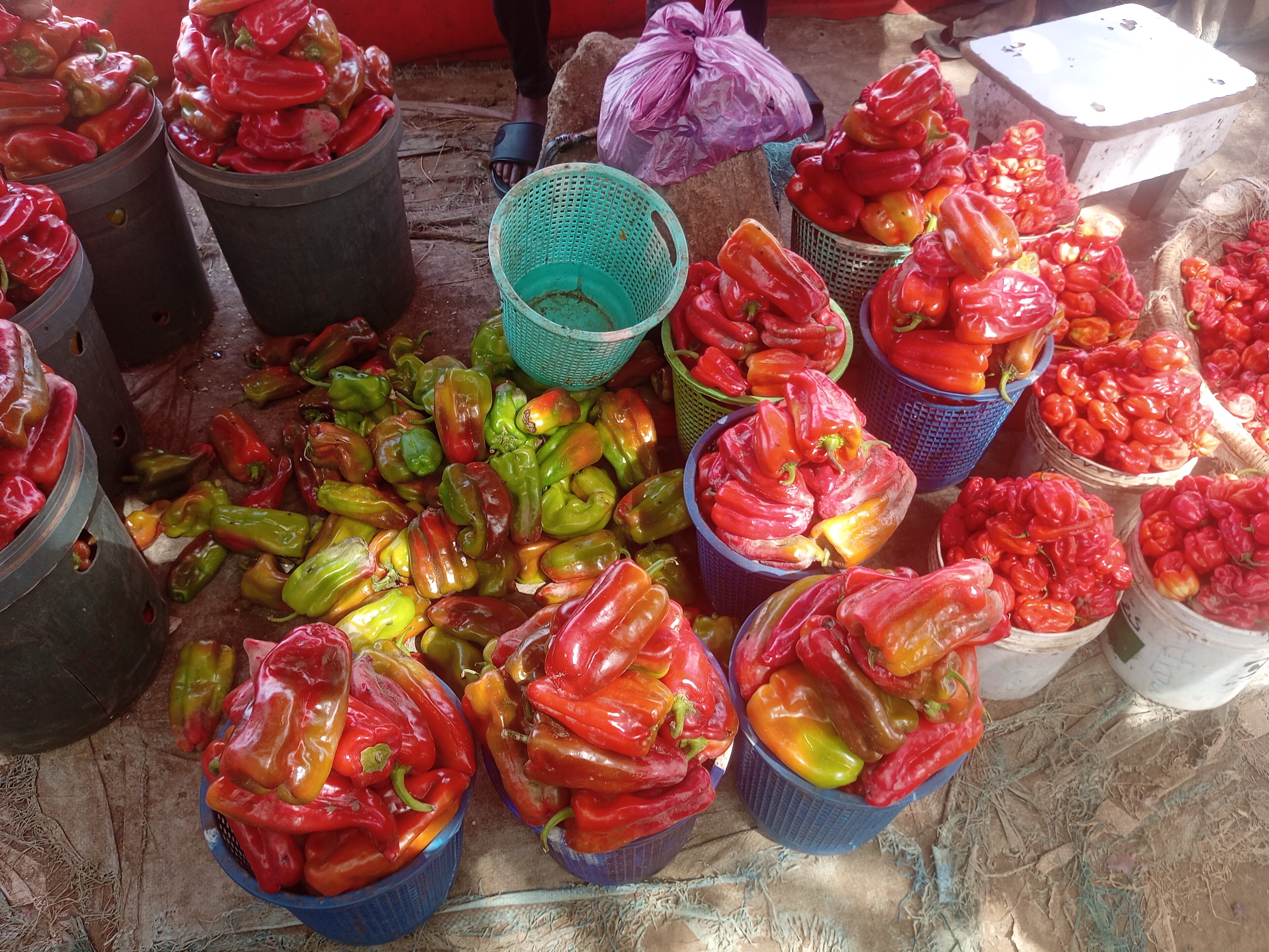 Lekki-Jakande Market Peppers Rise a Third as Tatashe and Shombo Reach N4,000 per Paint Bucket