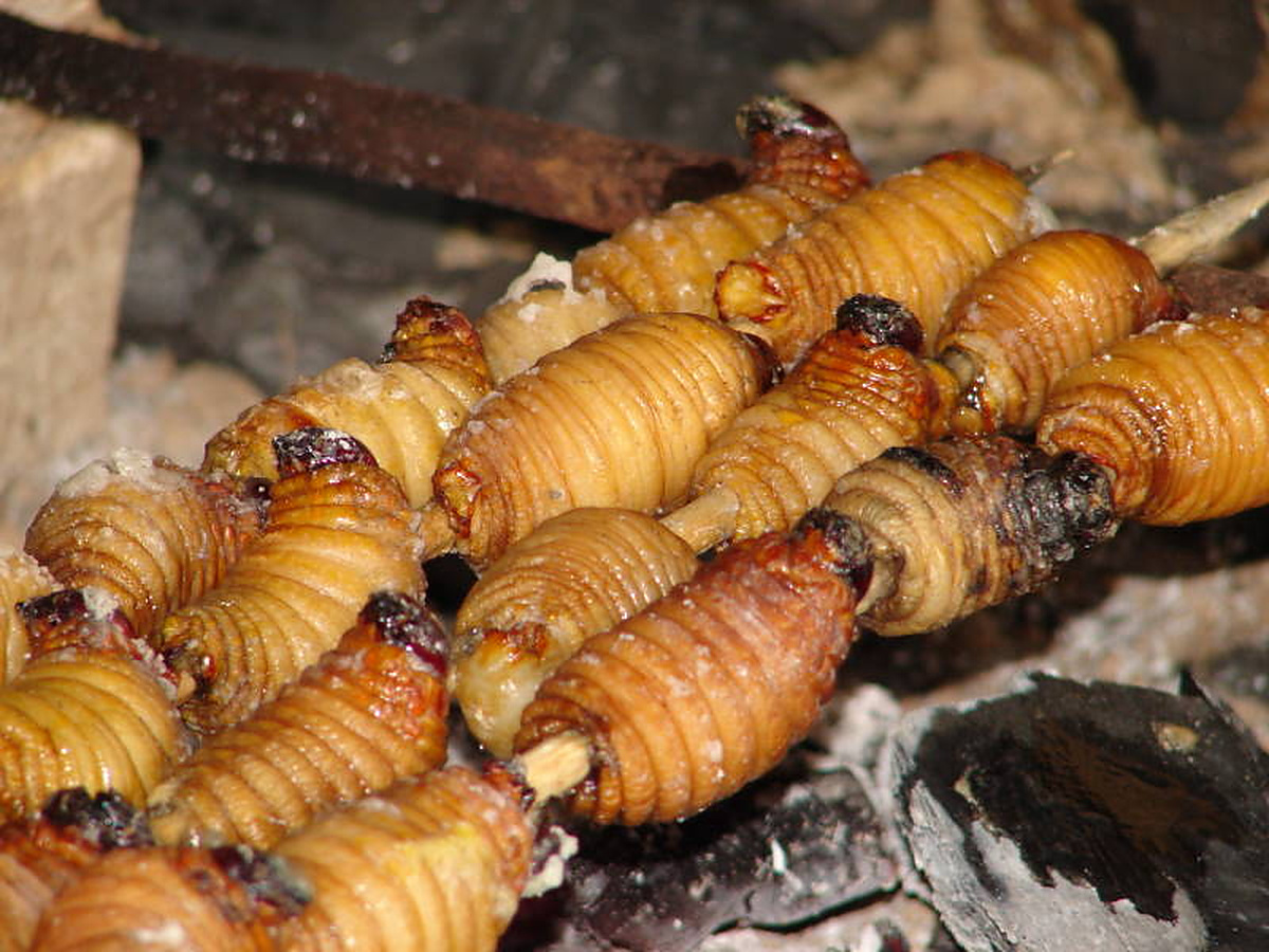 Palm Grubs Take On the Protein Gap