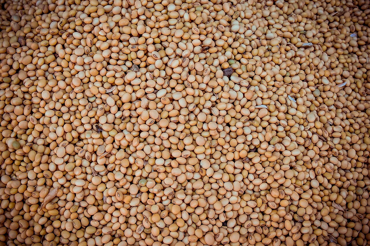 Nigeria Overlooks a Drought-Proof Bean