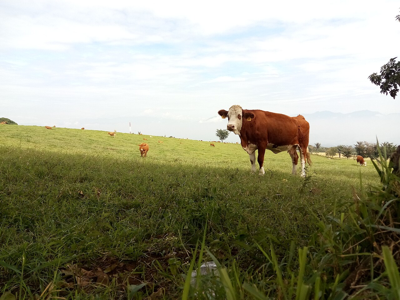 Nigeria Trades Open Grazing for Ranches