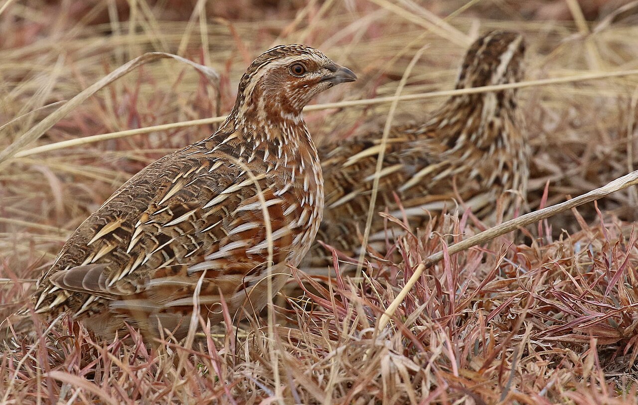 Quails Lay a Quicker Naira