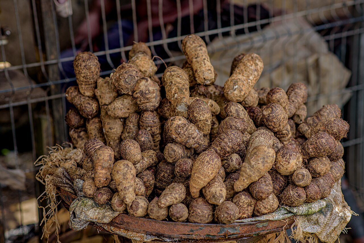 Cocoyam, Nigeria's Neglected Giant