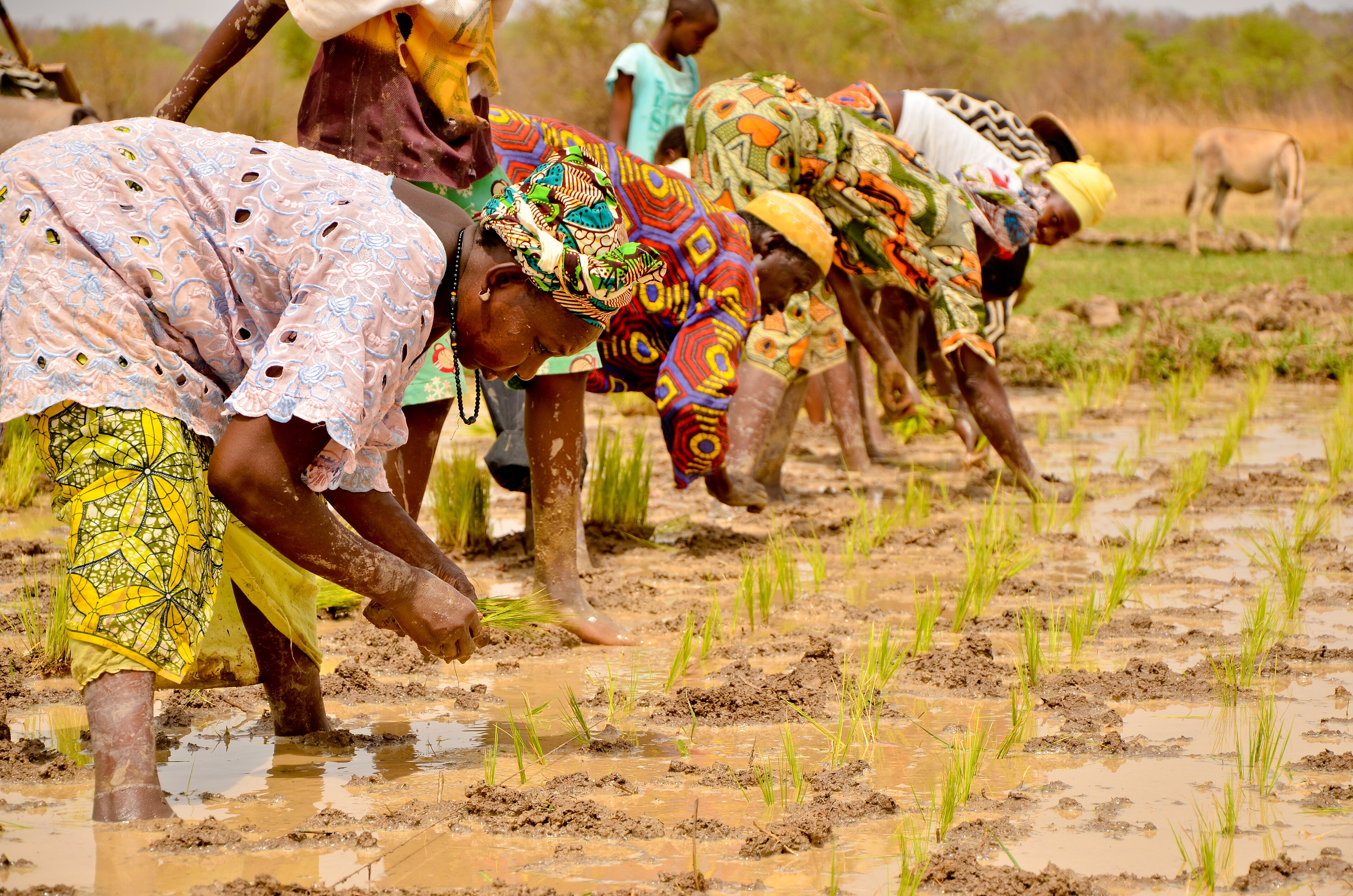 World Bank Approves $500 Million to Lift One Million Nigerian Smallholder Farmers Over Six Years