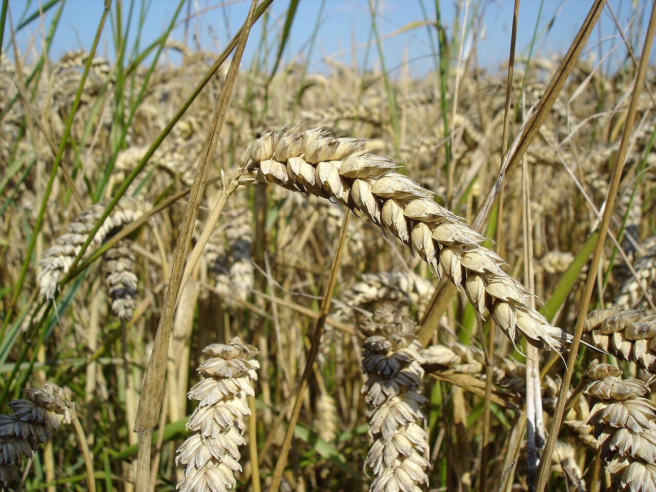 USDA Dims Nigeria's 2026 Grain Outlook