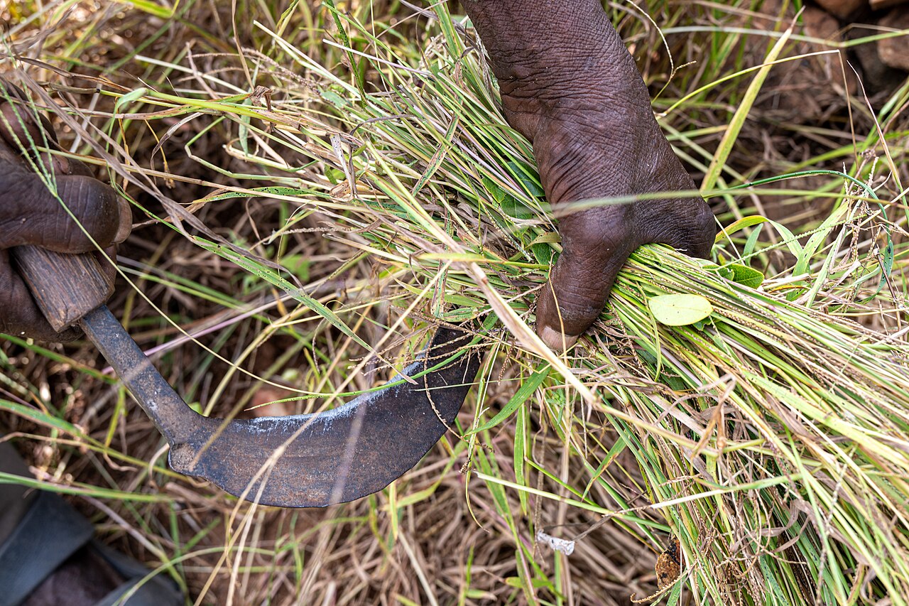 Weak Northern Harvest Threatens Food Supply