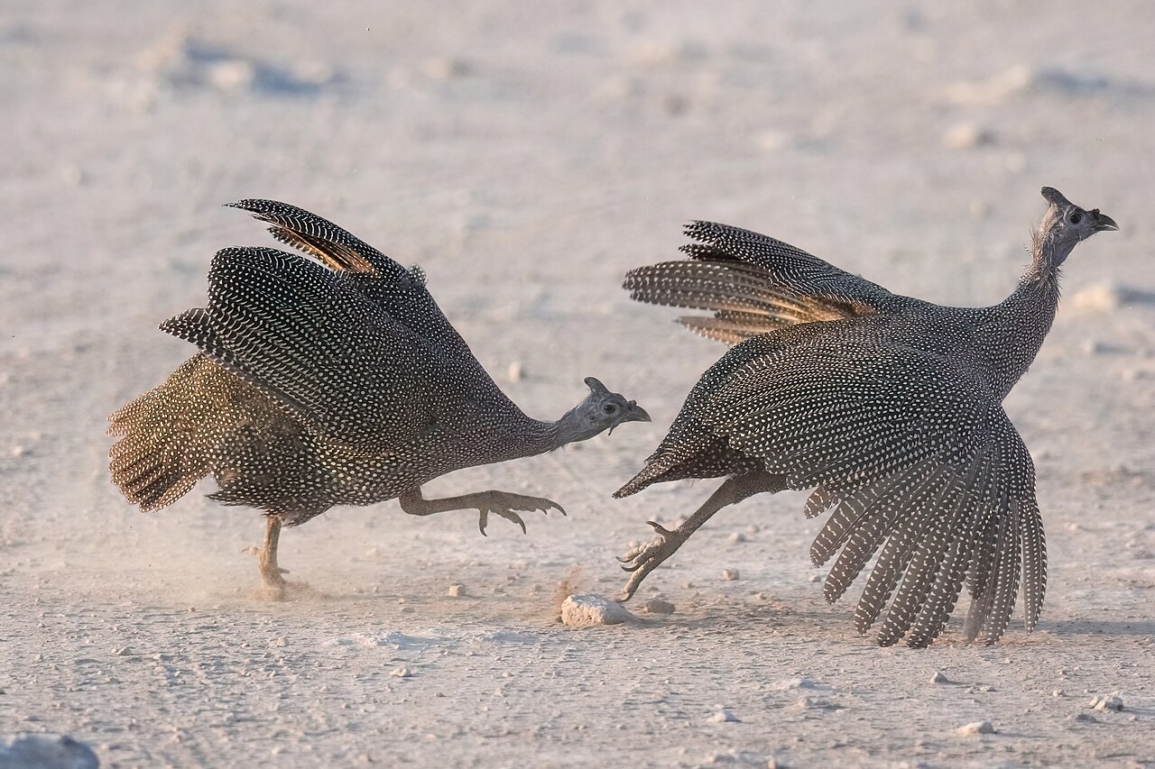Guinea Fowl, Chicken's Neglected Rival