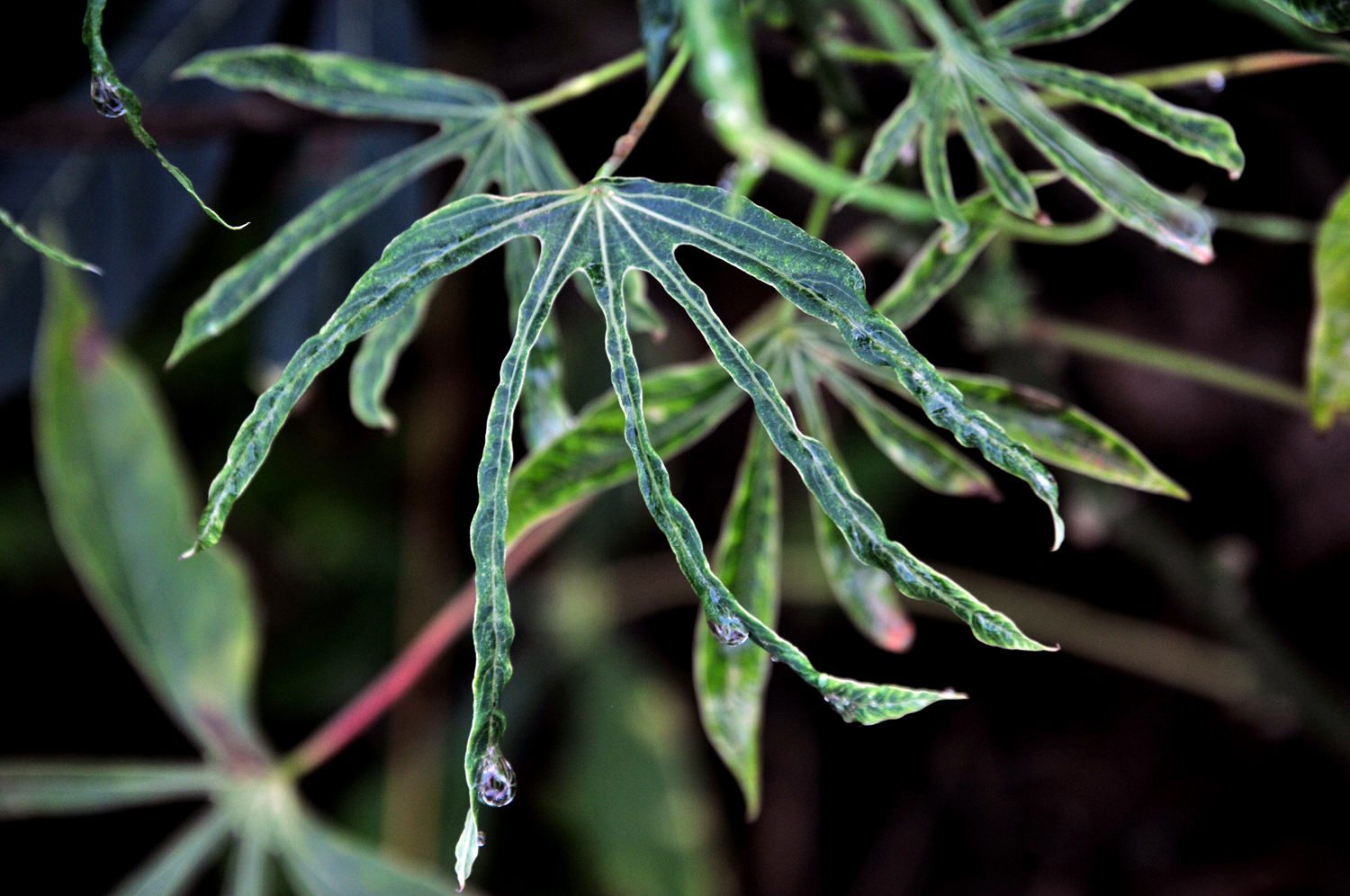 A Virus Creeps Toward Nigeria's Cassava
