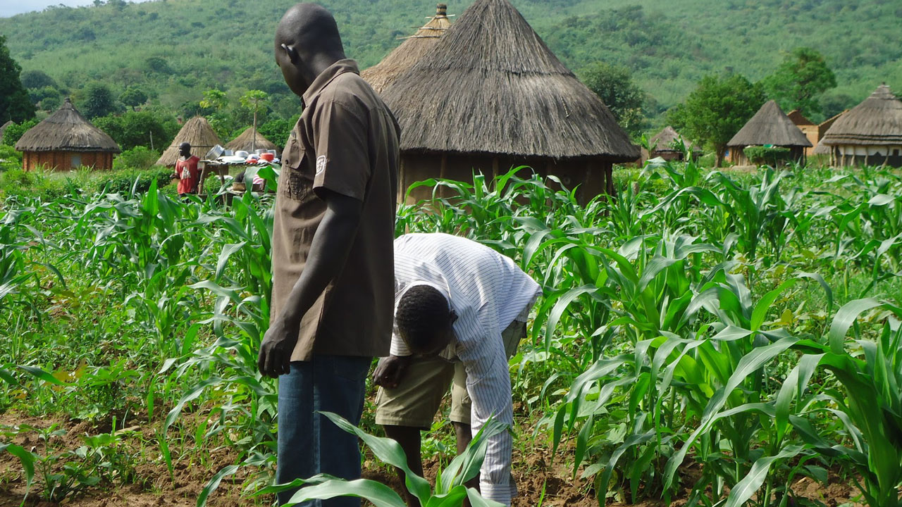 ₦61bn in Credit, 100,000 Farmers Later