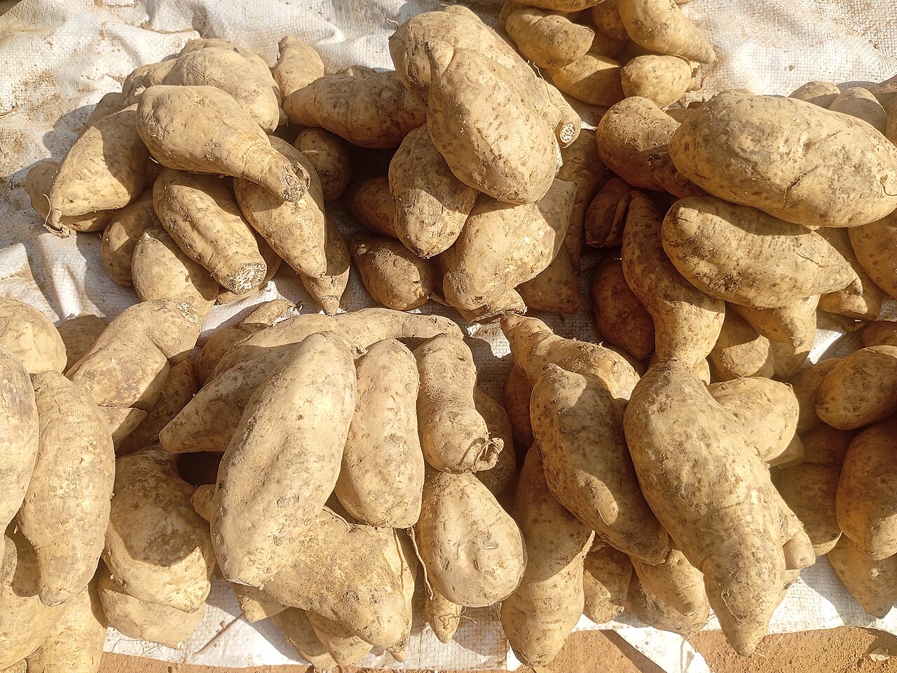 The Sweet Potato Nigeria Barely Processes