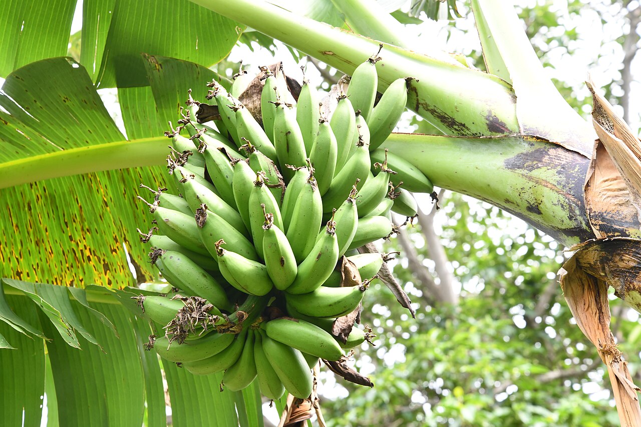 Nigeria's Bananas Rarely Leave Home