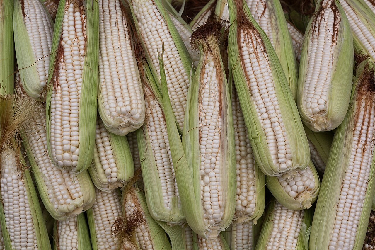 Nigeria Bans Maize Exports to Keep Food Home