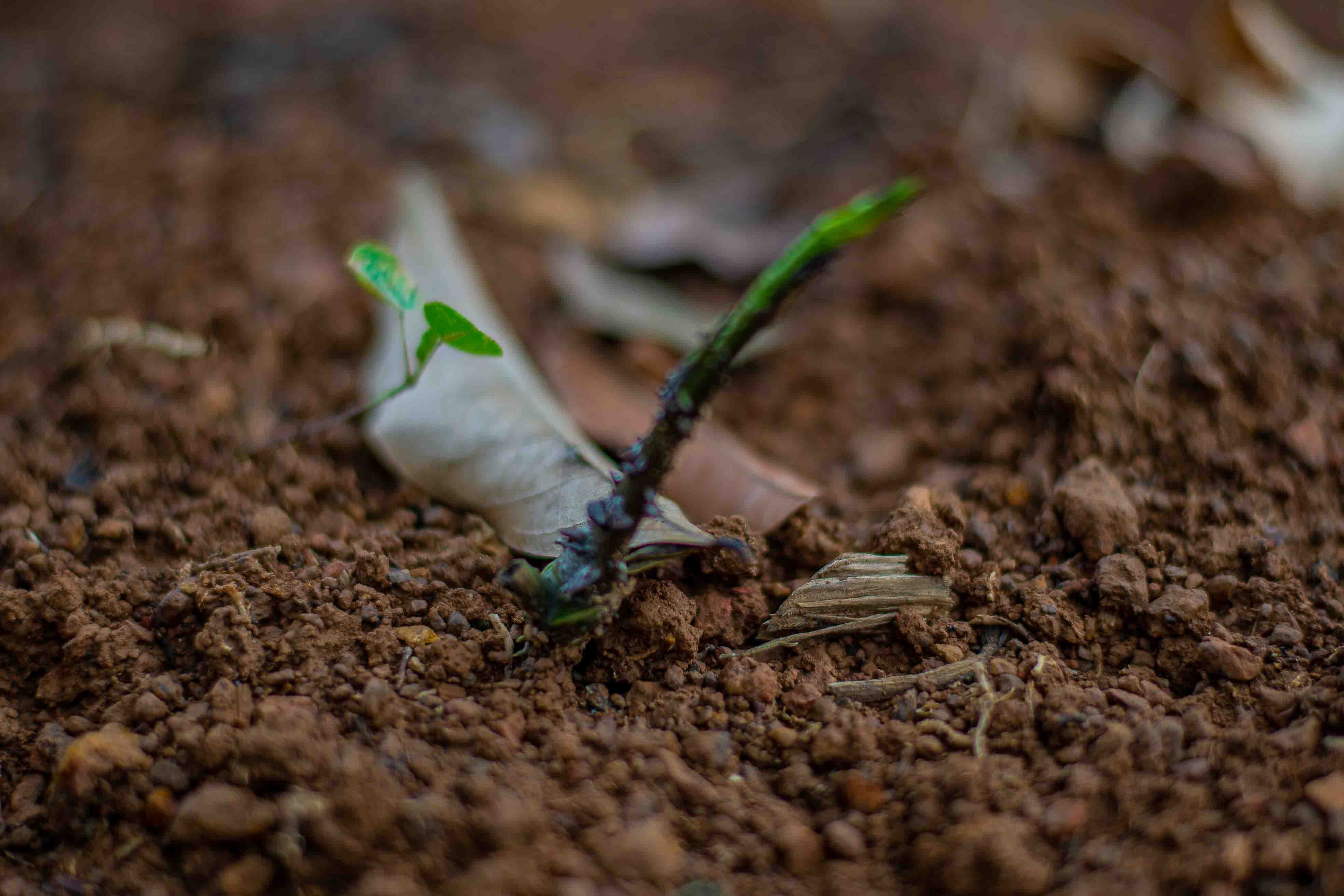 One Acre Fund Distributes 9,000 Tonnes of Agricultural Inputs on Credit to 88,000 Farmers Across Four States for 2026 Planting Season