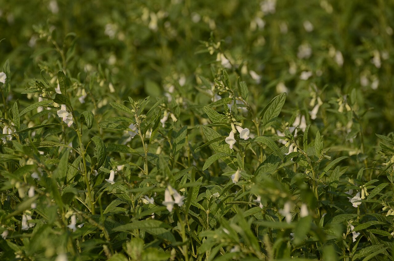 A Contract Locks In Jigawa's Sesame