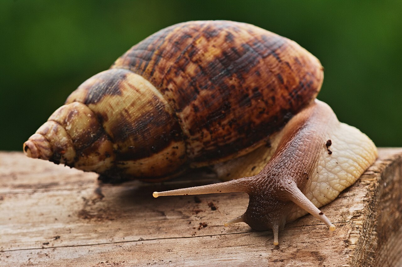 Nigeria's Snails Can't Meet Demand